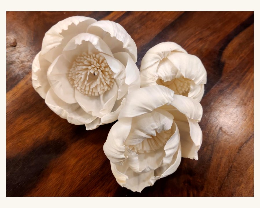 Sola wood flower