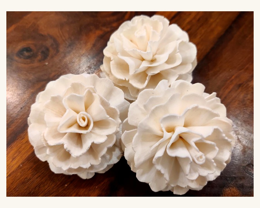 Sola wood flower