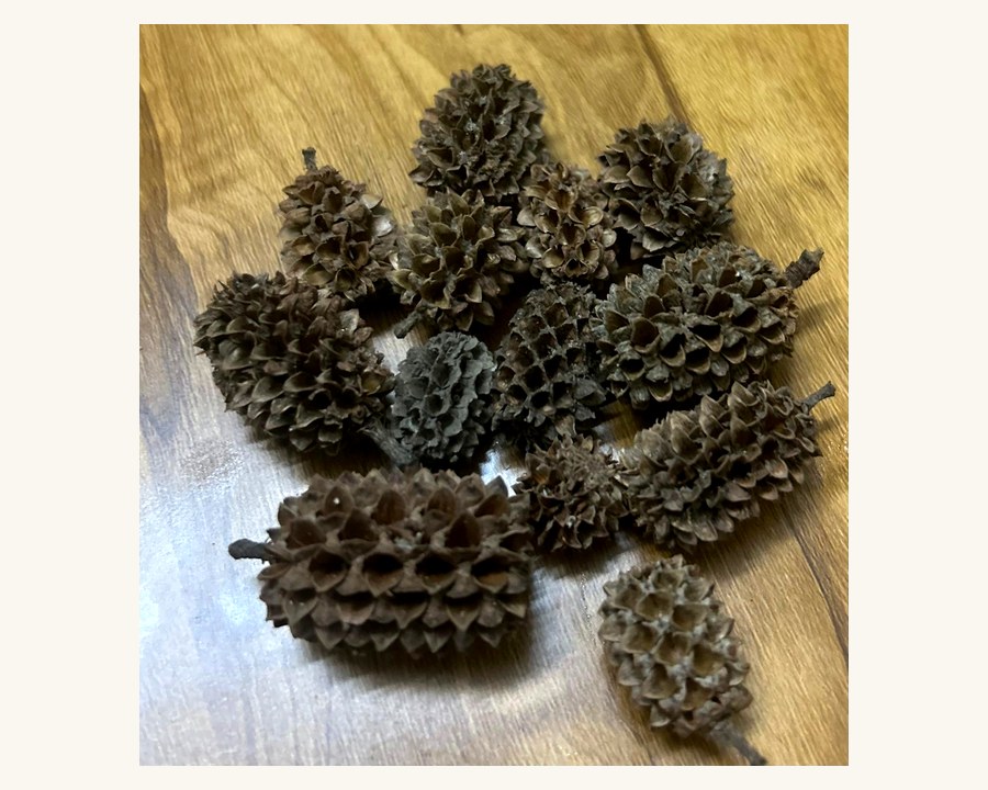 Dried Cones