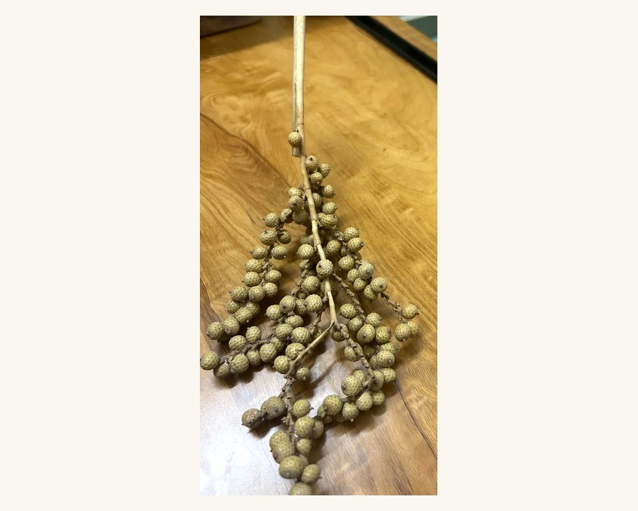 Palm Spears